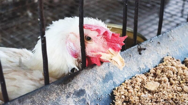 Cách chữa gà chọi bị đi ngoài nhanh chóng đạt hiệu quả 2 cac tac nhan gay cho ga choi di ngoai