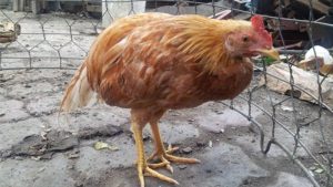 cach chua benh thuong han o ga 300x169 1
