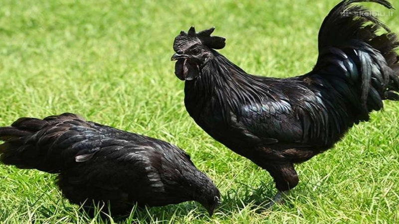 Gà đá hay nhất thế giới - Bật mí top 5 chiến kê đá hay nhất 1 dong ga my kelso