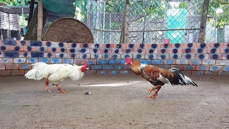 Đá gà ăn tiền Campuchia - Kỹ năng đặt cược chi tiết 2 kinh nghiem da ga an tien campuchia