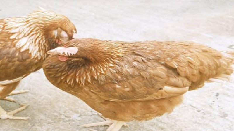 Bệnh thương hàn gà - Nguyên nhân & Cách trị & cách ngăn ngừa 1 nguyen nhan ga mac benh thuong han