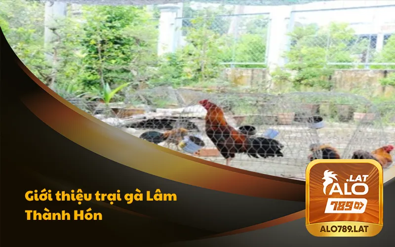Trại Gà Lâm Thành Hón Đẳng Cấp Hàng Đầu Miền Tây 2 Giới thiệu đôi nét về trại gà Lâm Thành Hón