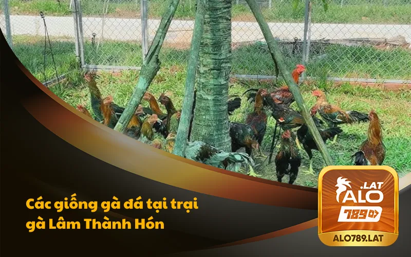 Trại Gà Lâm Thành Hón Đẳng Cấp Hàng Đầu Miền Tây 5 Các giống gà đá nổi bật khi đến trại gà của Lâm Thành Hón