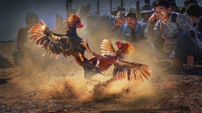 Chơi đá gà online - Hé lộ những ưu điểm khi chơi đá gà 3 uu diem khi choi da ga online