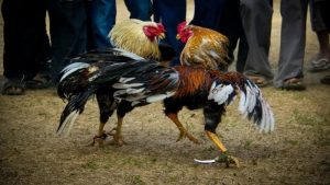 Đá gà cựa sắt ăn tiền – Tổng hợp cách chơi đá gà hay nhất