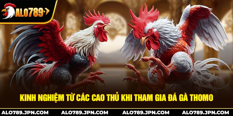 Đá Gà Thomo Là Gì? – Cuộc Chơi Đầy Hấp Dẫn Tại Campuchia 4 Kinh nghiệm từ các cao thủ khi tham gia đá gà thomo